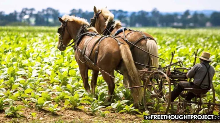 Despite 0 Complaints, Amish Farmer Fined $250K, Facing Jail, & Shut Down for Humanely Raising Animals