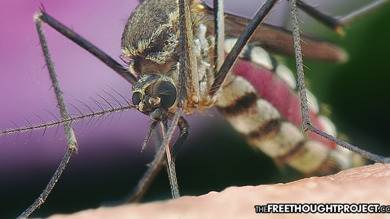 California is About to Release GMO Mosquitoes on its Population and Environmentalists are Furious