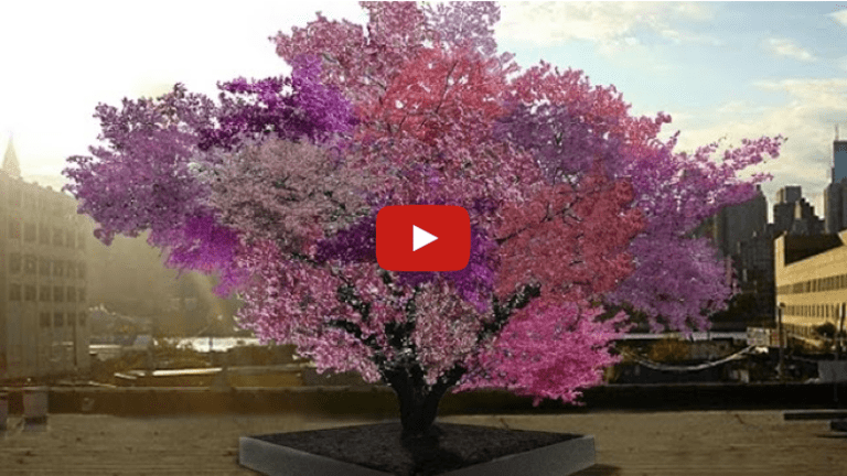 This Stunning Tree Bears 40 Different Kinds of Fruit Using an Ancient Technique