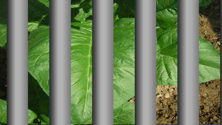 A New Drug War? Massachusetts Town Considers Tobacco Prohibition