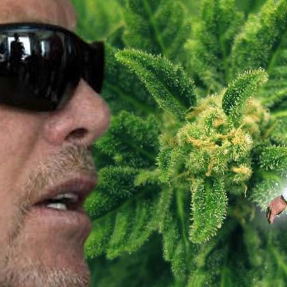 Ex-Bear Jim McMahon: Medical marijuana got me off narcotic pain pills –  Orlando Sentinel