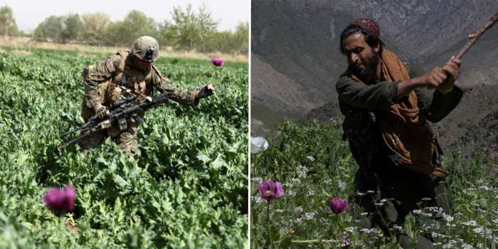 Left, a US Marine picks a flower as he guards a poppy field in 2012 in Helmand Provine. Photo | DVIDS. Right, A man breaks poppy stalks as part of a 2023 campaign to target illegal drugs in Afghanistan. Oriane Zerah | AP