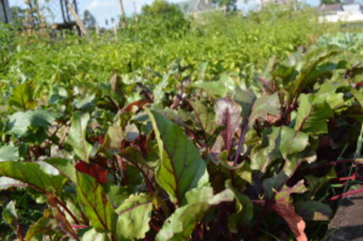 Beets and other vegetables flourish in the garden started by Ed Thornton. (photo/Cindy Hadish)