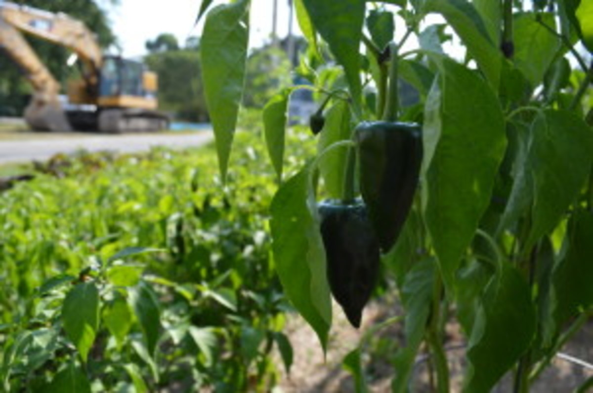 Peppers are among the vegetables Ed Thornton grows and gives away to neighbors in Cedar Rapids. (photo/Cindy Hadish)