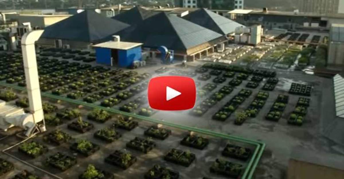 Shopping Mall Recycling all their Food Waste into Thriving Rooftop ...