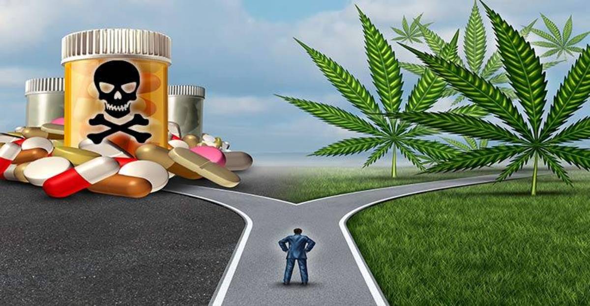 Study-Shows-Deaths-from-Dangerous-Painkillers-Plummet-in-States-with-Legal-Weed