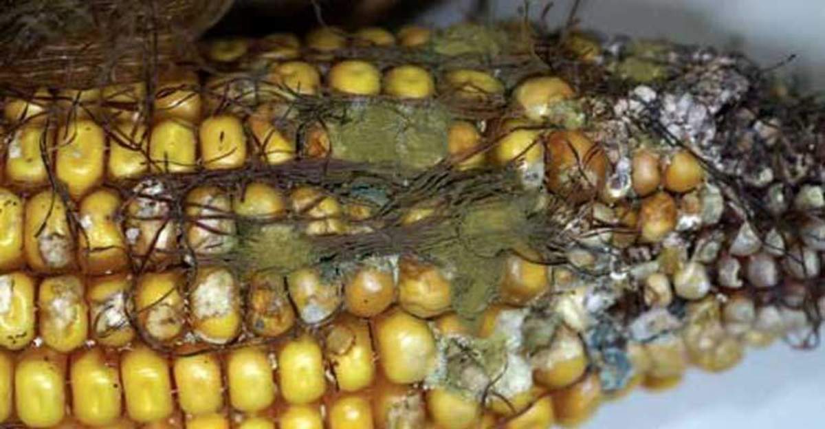 corn-contamination-russia-refuses-us-corn-and-soy