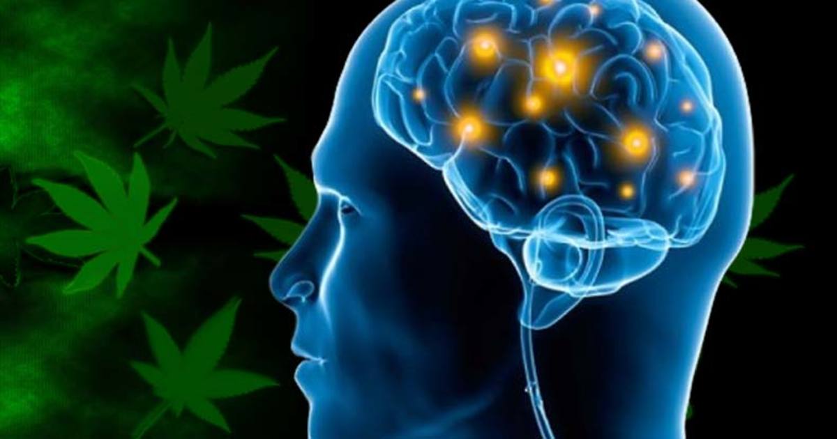 Groundbreaking Study Shows Cannabis Can Counter Alzheimer's Disease ...