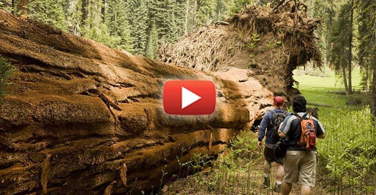 California's Giant Redwoods are Dying from the State's Severe