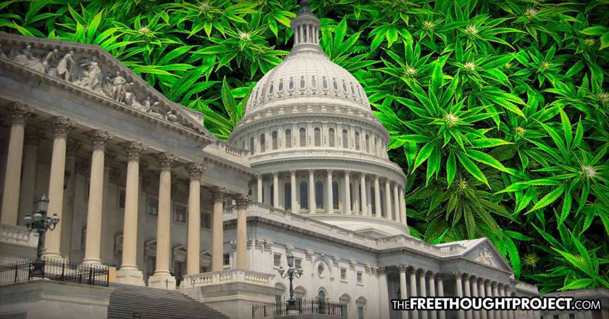 THIS WEEK—Congress To Vote On Legalizing Cannabis Nationwide, Expunge ...