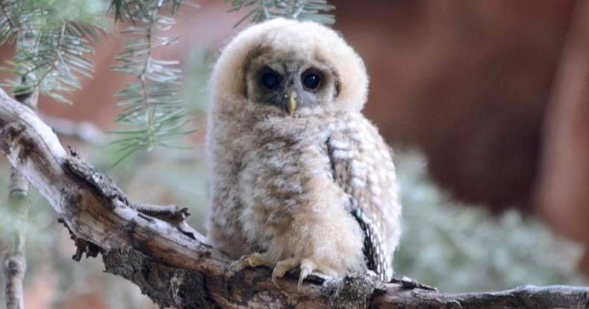 Federal-Govt-to-Slaughter-Dozens-of-Endangered-Spotted-Owls-to-Facilitate-Timber-Sale