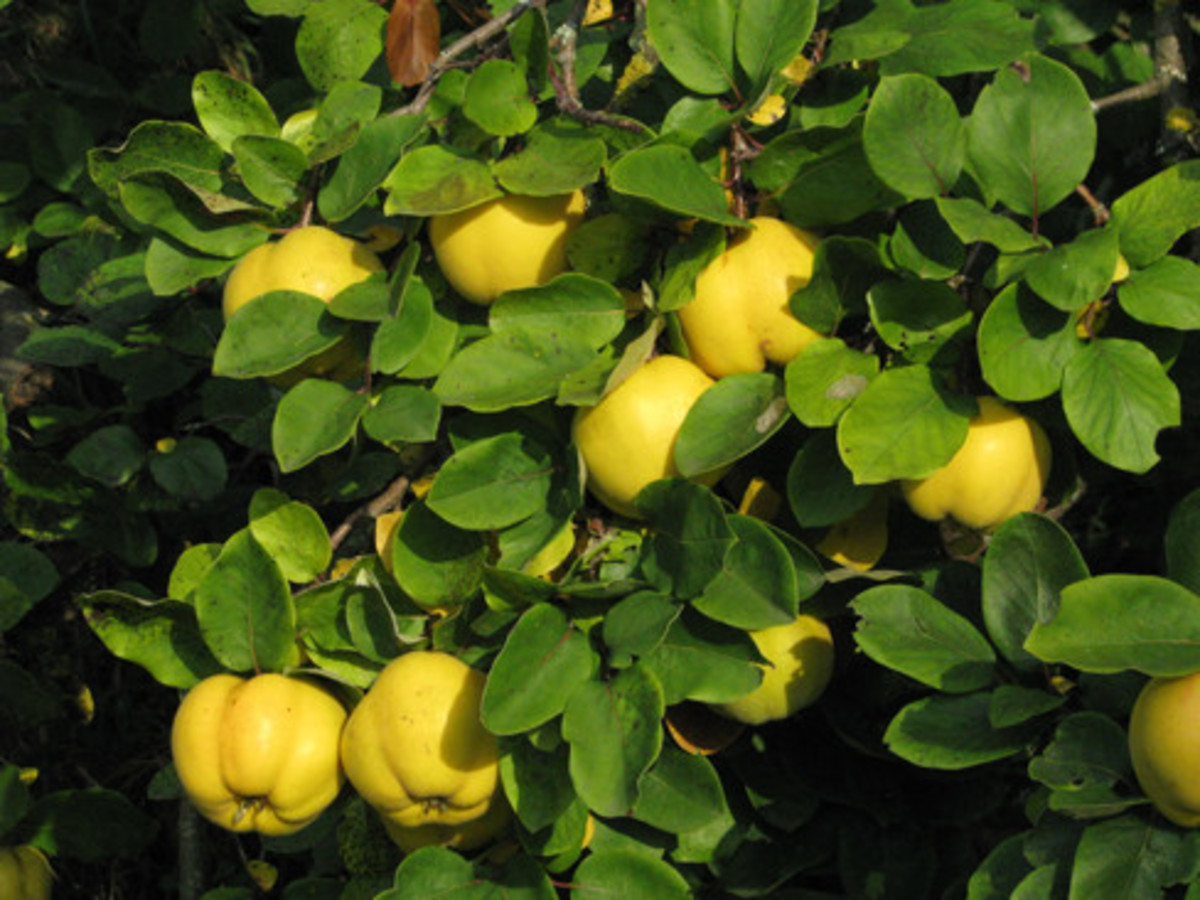 fruiting quince