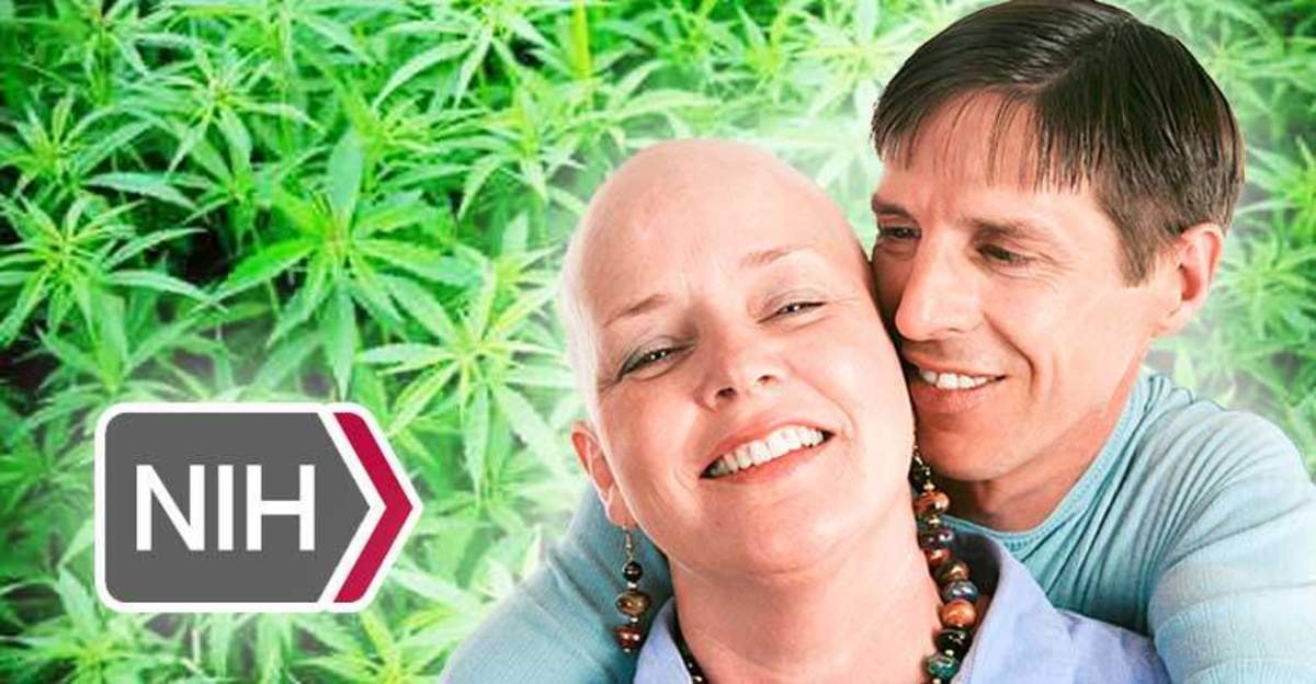 marijuana-kills-cancer-cells-government-admits