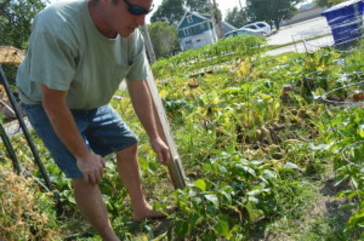 Ed Thornton harvests vegetables from his Cedar Rapids garden on Sunday, Aug. 3, 2014. The city has ordered him to remove the garden by Aug. 6. (photo/Cindy Hadish) 