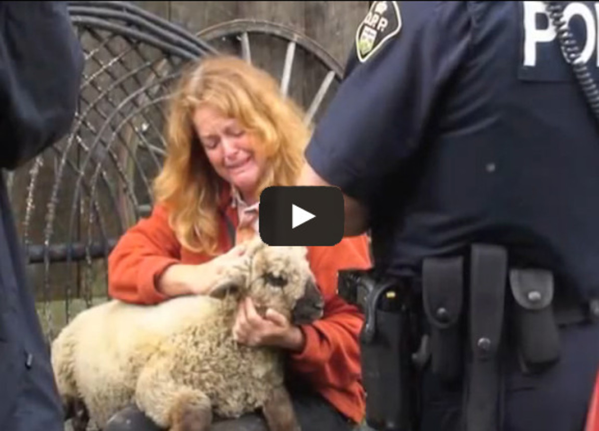 Farmed and Dangerous: Government Goons Raid Farm and Kill Sheep, Charge ...