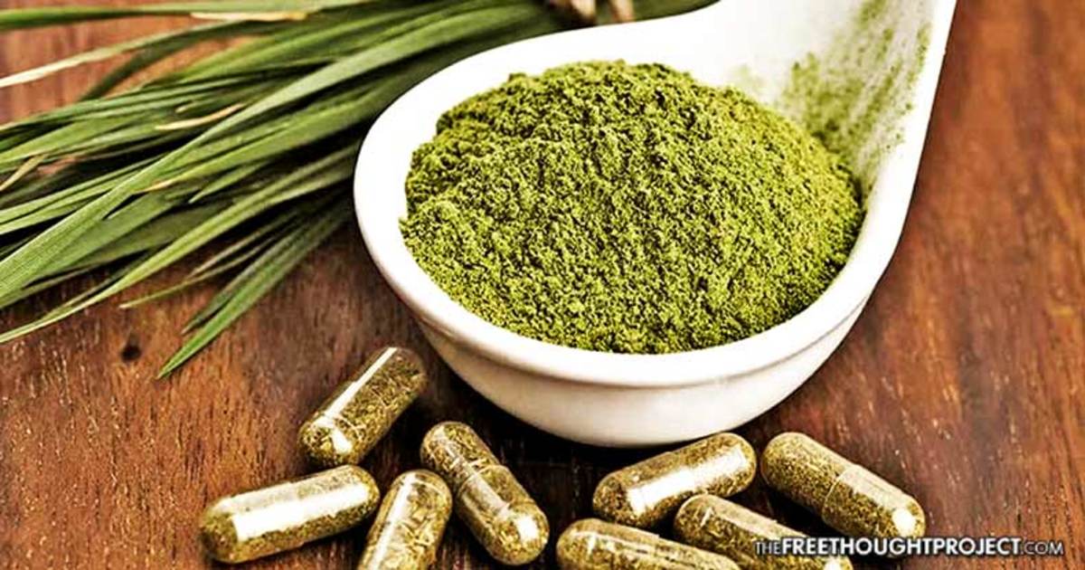 FOIA Docs Show FDA's Data on Kratom Deaths is Complete Propaganda - The