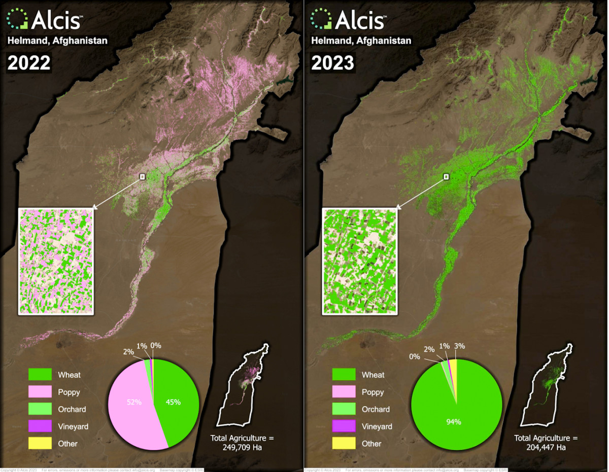 Data from Alcis shows that a majority of Afghan farmers switched from growing poppy to wheat in a single year