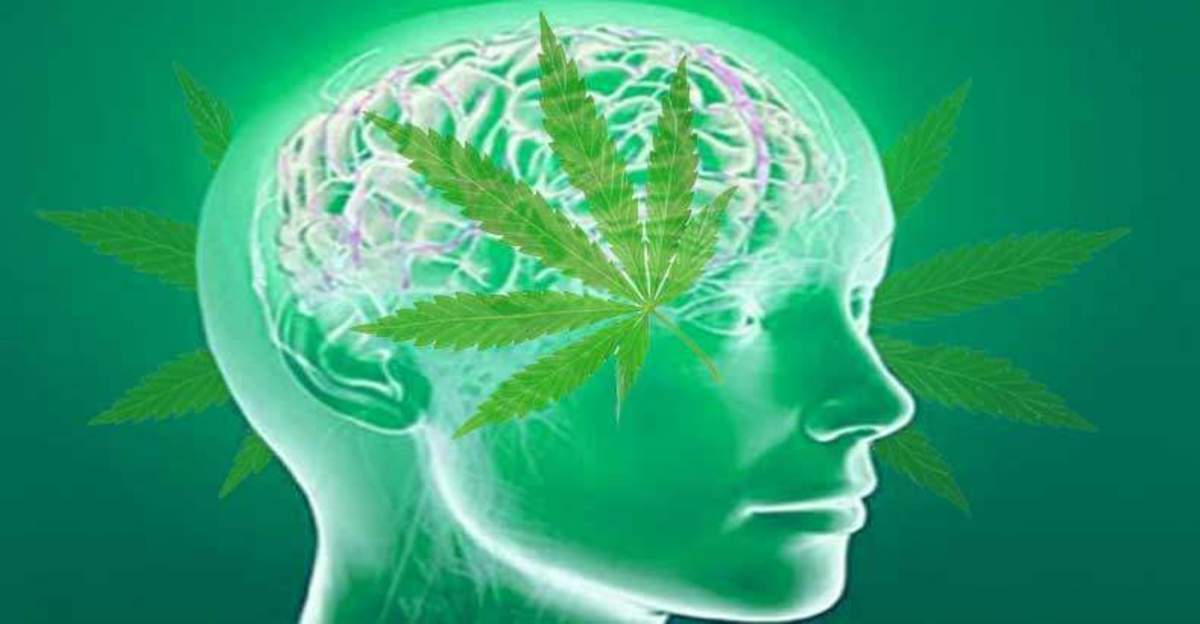 marijuana-jea;s-the-brain