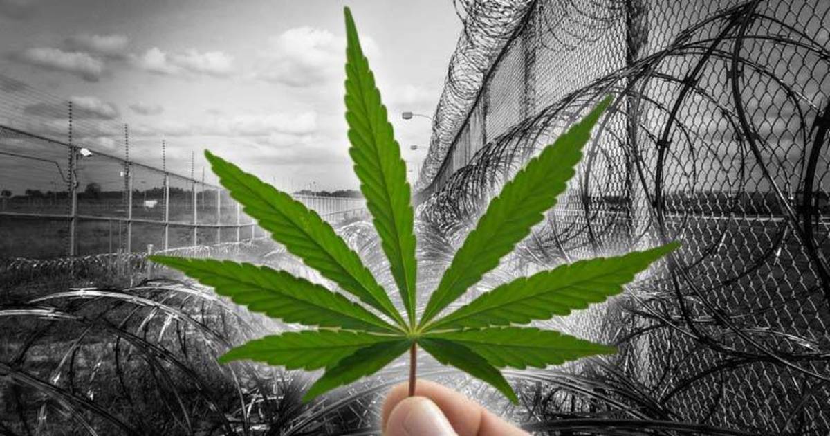 prison-cannabis